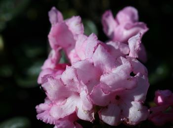 R.cephalanthum var.crebreflorum